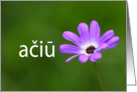 Thank you in Slovenian ai Purple Daisy card