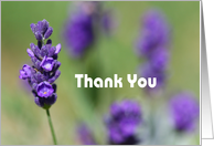 Thank you - lavender flower card