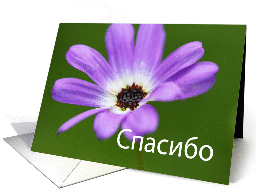 спасибо Thank... (844068)