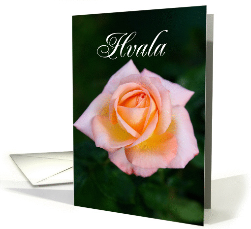 Hvala means Thank You in Slovenian, Peach Rose card (844836)