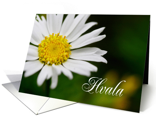 Hvala means Thank You in Slovenian White Daisy card (844880)