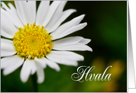 Hvala means Thank You in Slovenian White Daisy card