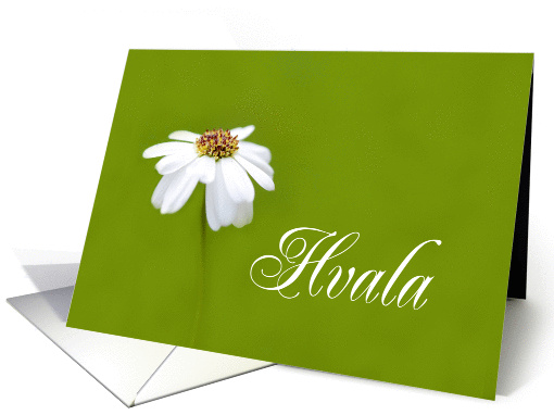 Hvala means Thank You in Slovenian White Daisy card (844881)