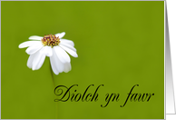 Diolch yn fawr means Thank You in Welsh - White Daisy card