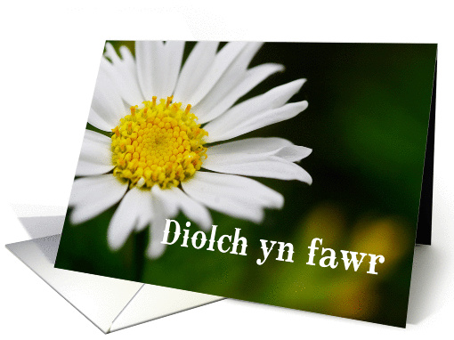 Diolch yn fawr means Thank You in Welsh - Macro of White Daisy card