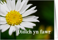 Diolch yn fawr means Thank You in Welsh - Macro of White Daisy card