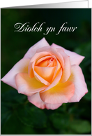 Diolch yn fawr means Thank You in Welsh - Peach Rose card