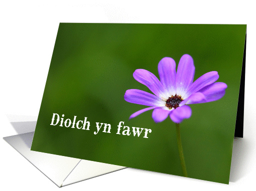 Diolch yn fawr means Thank You in Welsh - Purple Daisy card (844917)