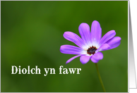 Diolch yn fawr means Thank You in Welsh - Purple Daisy card