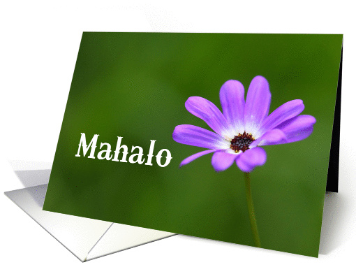 Mahalo means Thank You in Hawaiian - Purple Daisy card (844947)
