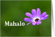 Mahalo means Thank You in Hawaiian - Purple Daisy card