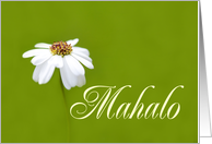 Mahalo means Thank You in Hawaiian - White Daisy card