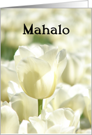 Mahalo means Thank You in Hawaiian - White Tulips card