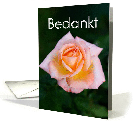 Bedankt means Thank You in Dutch - Light Peach Rose card (845061)