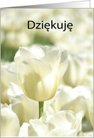 Dziękuję means Thank you in Polish - White Tulips card