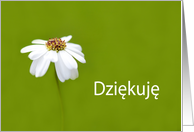 Dziękuję means Thank you in Polish - White Daisy card