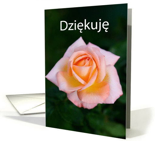 Dziękuję means Thank you in Polish - Light peach rose card