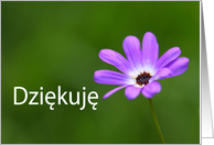 Dziękuję means Thank you in Polish - Purple Daisy card