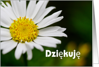 Dziękuję means Thank you in Polish - Close up of white daisy card