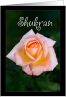 Shukran means Thank...
