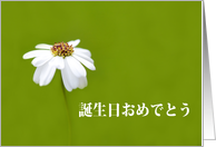 Happy Birthday Japanese, ǪȪ, White daisy card