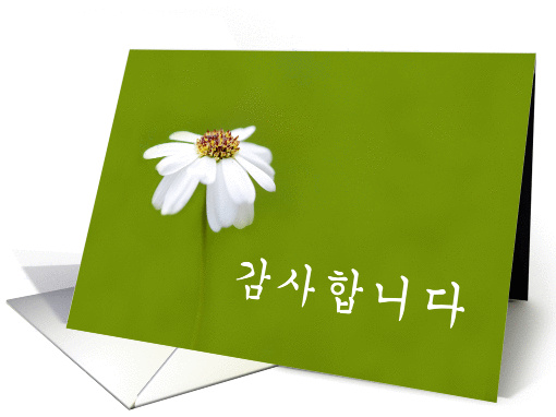 Thank You in Korean մϴ Kamsa hamnida - White daisy card