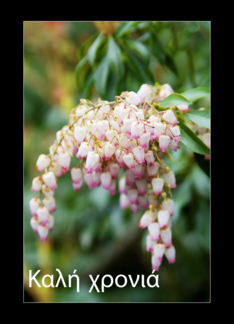 Happy New Year in Greek ÊáëÞ ÷ñïíéÜ - white Flowers