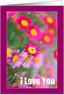 I Love You - Pink daisy card