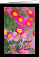 Happy Birthday - Pink daisy card