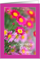 Congratulations on your engagement - Pink daisy card