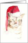 Merry Christmas from the Not Very Happy Cat card