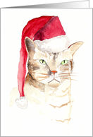 Merry Christmas from the Not Very Happy Cat card