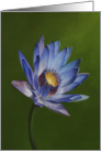 Love for Lotus 2, a flower painting by Adam Thomas. card