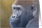 A portrait of Taz the gorilla by Adam Thomas card