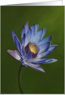 Love for Lotus 2, a flower painting by Adam Thomas. card