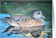 The American Wigeon Card