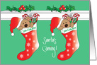 Christmas Twin Granddaughters, Santa’s Coming Bear Stockings card