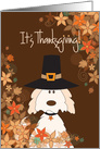 Thanksgiving, Dog in Pilgrim Hat, Clusters of Fall Leaves & Flowers card