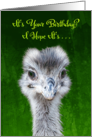 Have an Emusing Birthday - Emu Pun card