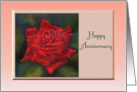 Happy Anniversary vivid red rose against green card