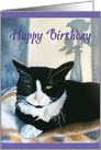 Tuxedo Cat on a Blanket Next to Sunny Window - Tuxedo Cat Birthday card