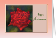 Happy Anniversary vivid red rose against green card