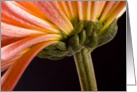 Chrysanthemum flower card