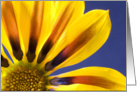 Yellow daisy on blue card