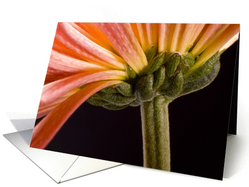 Chrysanthemum flower card (846998)