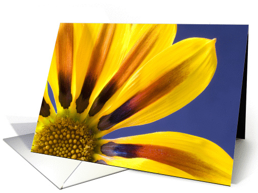 Yellow daisy on blue card (847017)