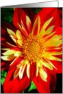 Joyful Red & Yellow Floral card