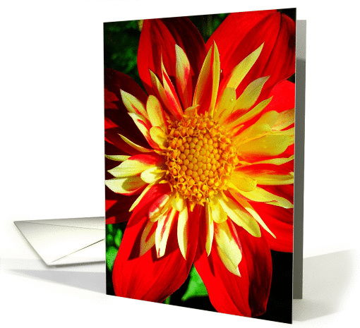 Joyful Red & Yellow Floral card (877143)