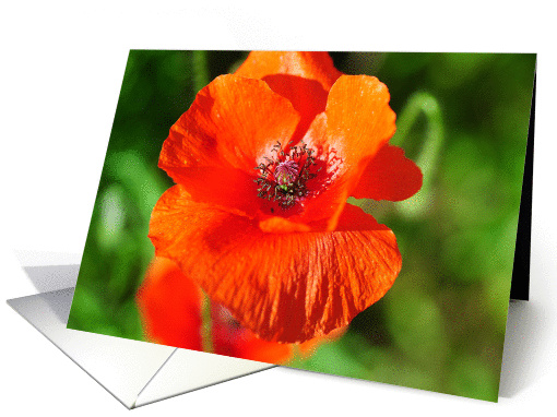 Poppy Above card (855688)