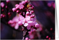 Cherry Blossom Love. card